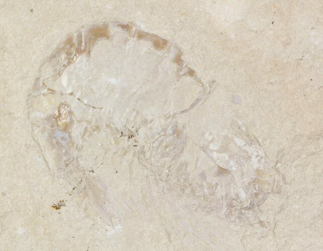 Cretaceous Fossil Shrimp - Lebanon #48579